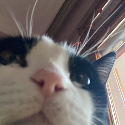 formeryesilsuan's profile picture.