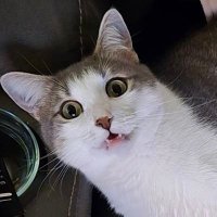 Cattitude Vibes (@lynx_012345) 's Twitter Profile