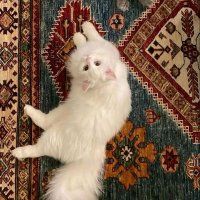 şeb-i yelda🦢 (@sebiyeldaa_) Twitter profile photo