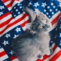 LibertyCats - Be the change you wish to see (@littlebitsnbob4) 's Twitter Profile