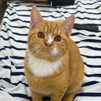 Rendy Sivillian (@rsivillian) 's Twitter Profile