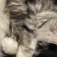 LackThereof (@lackthereof23) 's Twitter Profile Photo LackThereof (@lackthereof23) 's Twitter Profile Photo