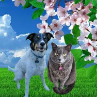 Charlie πΆ & Nicky π± (@ldogs03) 's Twitter Profile