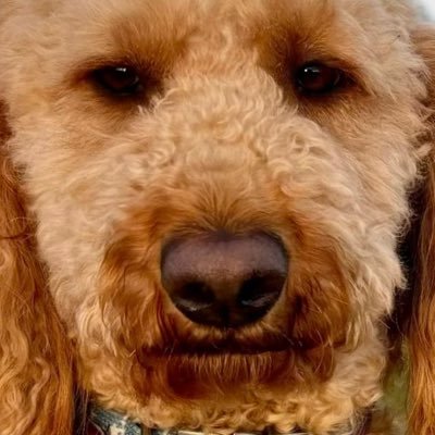 mikedeblasi's profile picture. IG: @mikeydee1020