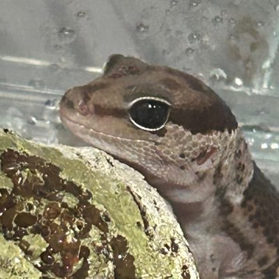 haisetsu_butsu's profile picture. 毎日元気にメンヘラ！！！！！！！独り言用、ミュート推奨