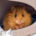 Woolly Mouse Fan Page (@woollymouseclub) Twitter profile photo Woolly Mouse Fan Page (@woollymouseclub) Twitter profile photo
