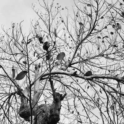 noxlyt's profile picture. Hello again.