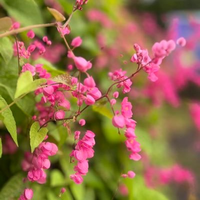 diniamurti's profile picture. Simple & cheerful