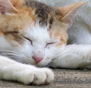 chrofieyue's profile picture. みならい k8s エンジニア / 写真・カメラ / FUJIFILM X-T5 / 登山 / 心理学 / ヤマノススメ / ゆるキャン / 🦋 yokaze / icon by @halhorn