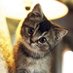 🐱 (@defebsumal1976) Twitter profile photo 🐱 (@defebsumal1976) Twitter profile photo