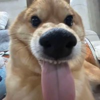 akino (@jiaweiz30187960) 's Twitter Profile