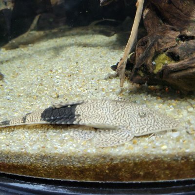 tubasa_goby's profile picture. 中央法/国企