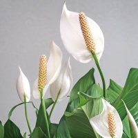 PD (@pulkitdatta) 's Twitter Profile