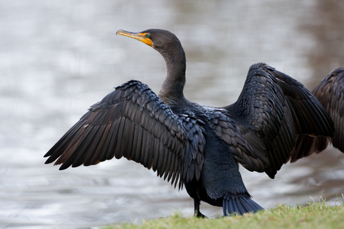 CDI celebrates the presence of cormorants and other fish-eating birds, and acknowledges the natural role they play in the environment.