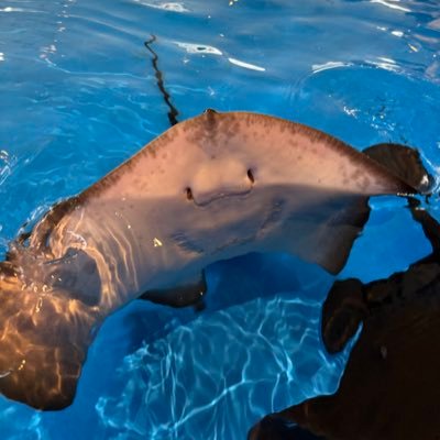 yone_hashikure's profile picture. よろしくお願いします！