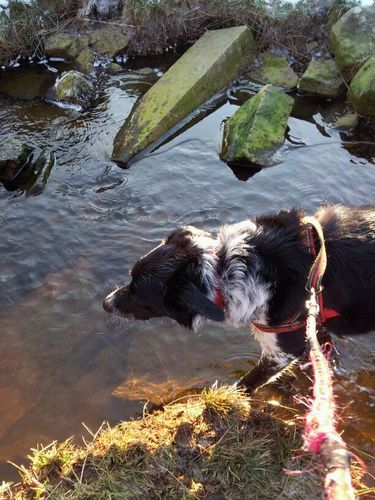 samdogtaylor's profile picture. 4 years old and still a pup