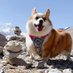 PineappleBoy (@corgibaobao) Twitter profile photo