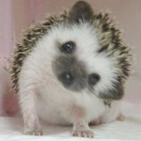 도치 (@dochisfree) 's Twitter Profile Photo 도치 (@dochisfree) 's Twitter Profile Photo