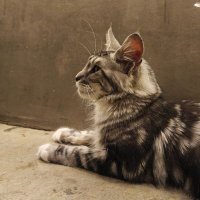shiplag (@shiplag1) 's Twitter Profile