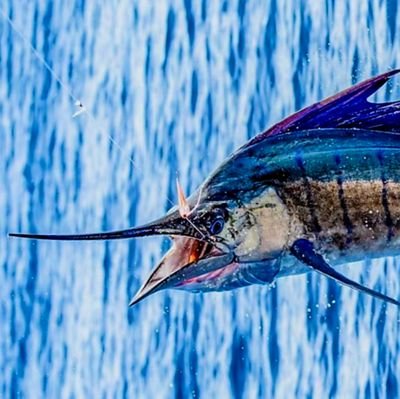 CanCosta Charters is Saltwalter Guided Charter Boat Fishing in Costa Rica Pacific Coast
https://t.co/8id562Q49R