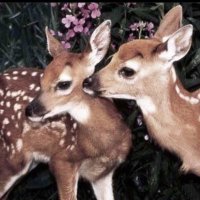 روَان (@rnx_l0) 's Twitter Profile