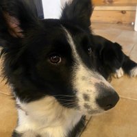 SylenPaws ✡️ (@sylendeveloper) 's Twitter Profile