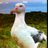 SkyHopper747's profile image