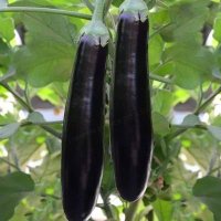 @blackbrinjal2(10k)๐๐๐ (@blackbrinjal2) 's Twitter Profile