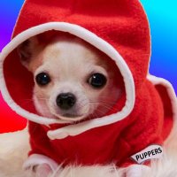 PUPPERS on PulseChain (@puppersonpulse) 's Twitter Profile
