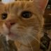 cas | *paws at you* (@bobamews) Twitter profile photo cas | *paws at you* (@bobamews) Twitter profile photo