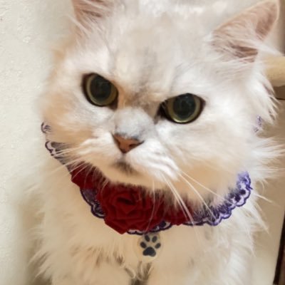 元捨て猫ぎん2003〜2005年生れ?♂ 2025.4.6🌈保護猫珠理奈(じゅりな)とコムギ2013年5月生姉妹 スィーツ 宝塚初めてのご贔屓は大地真央様永遠の御贔屓は安蘭けい様 柚香光 華優希 乃木坂46弓木奈於 介護中