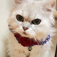 ぎんちゃんのママ (@gintyannomama) 's Twitter Profile Photo ぎんちゃんのママ (@gintyannomama) 's Twitter Profile Photo