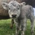 Cow Vibes Only (@cowvibesonly) Twitter profile photo Cow Vibes Only (@cowvibesonly) Twitter profile photo