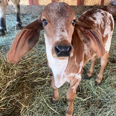 ValiDhingli's profile picture. https://t.co/P9jBql7FQ9
@વાલીઢીંગલીગીરગોમાતા