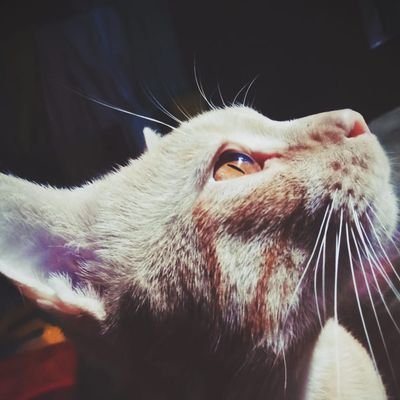 HossainMah20142's profile picture. EP7RHPYR