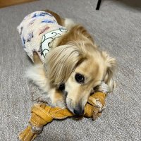 ℍ𝕖𝕒𝕣𝕥𝕤𝟛@4/20長野マラソン (@sientama620) Twitter profile photo