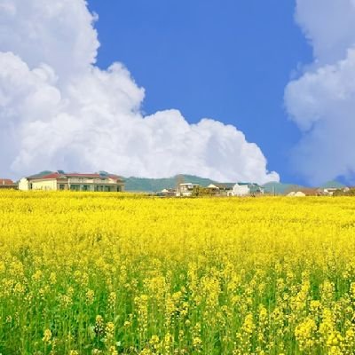 wx2049's profile picture. 有fo必回！有时达到关注上限会回慢一点，但是一定会回关的！