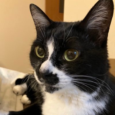 sbtbka's profile picture. 野良DJ(休止中) / ex. #はけない(主宰), ANISON TRIGGER, #推し蔵夜遊び, #くび誕最終章 / 🐈‍⬛メル(6歳),🐈蓮(1歳)&🐈理玖(1歳)