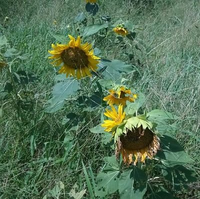 Ipj8hZO4vD75329's profile picture. 