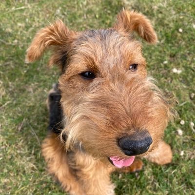 Ada, a Welsh Terrier has set up her own household in the Yorkshire Dales. She is now ensconced in her new home and setting exacting standards for the B & HK
