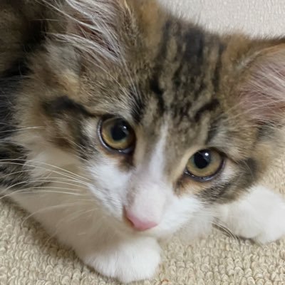 cube524's profile picture. 今野浩喜さんにハマっているお笑い好き、詩の世界の道案内人でもあります。合間を利用してアメブロで、詩を発表しております。気楽にご訪問ください。お待ちしております。1962寅年生まれ。宮崎県西都市出身。埼玉県在住。