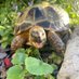 Albie the tortoise 🐢 (@pedals121) Twitter profile photo Albie the tortoise 🐢 (@pedals121) Twitter profile photo