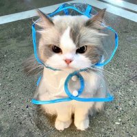ᓚᘏᗢ (@kitten__0_2) 's Twitter Profile
