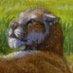 Barbourofelis morrisi (@barbourofe29334) Twitter profile photo Barbourofelis morrisi (@barbourofe29334) Twitter profile photo