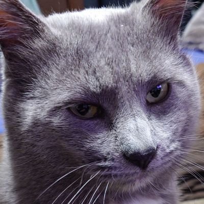 🐾猫の肉球🐾のんびり♪ Profile