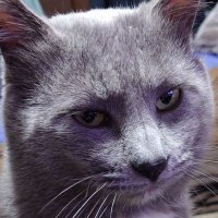 🐾猫の肉球🐾のんびり♪ (@nekononikuqqq) 's Twitter Profile Photo 🐾猫の肉球🐾のんびり♪ (@nekononikuqqq) 's Twitter Profile Photo