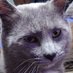 🐾猫の肉球🐾のんびり♪ (@nekononikuqqq) Twitter profile photo 🐾猫の肉球🐾のんびり♪ (@nekononikuqqq) Twitter profile photo