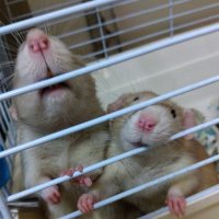 はなり (@ham_nezu) 's Twitter Profile