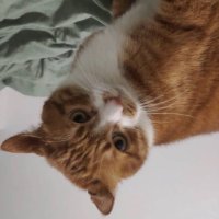 害虫🦟 🦭/acc (@hiyepwan) 's Twitter Profile