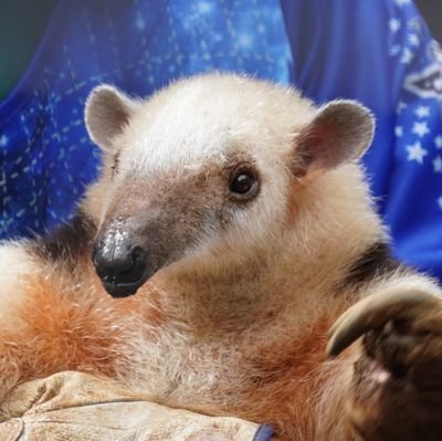 popolapin's profile picture. レッサーパンダ、アリクイを筆頭に動物大好き❤
ポツポツと近場の動物園に通ってます(ズーラシア・野毛山メイン)自分用記録を兼ねてます(動物系専門呟きではありません) 動物系以外の話題もありの何でも呟きます。フォロー&フォロー外しご自由にどうぞ🤚